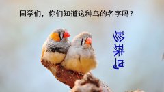 《珍珠鸟》课件